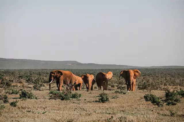 Wildlife Elegance: Exciting Moments on a Yala National Park Exploration
